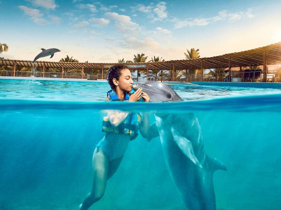 Você sabe o que está por trás do nado com golfinhos?